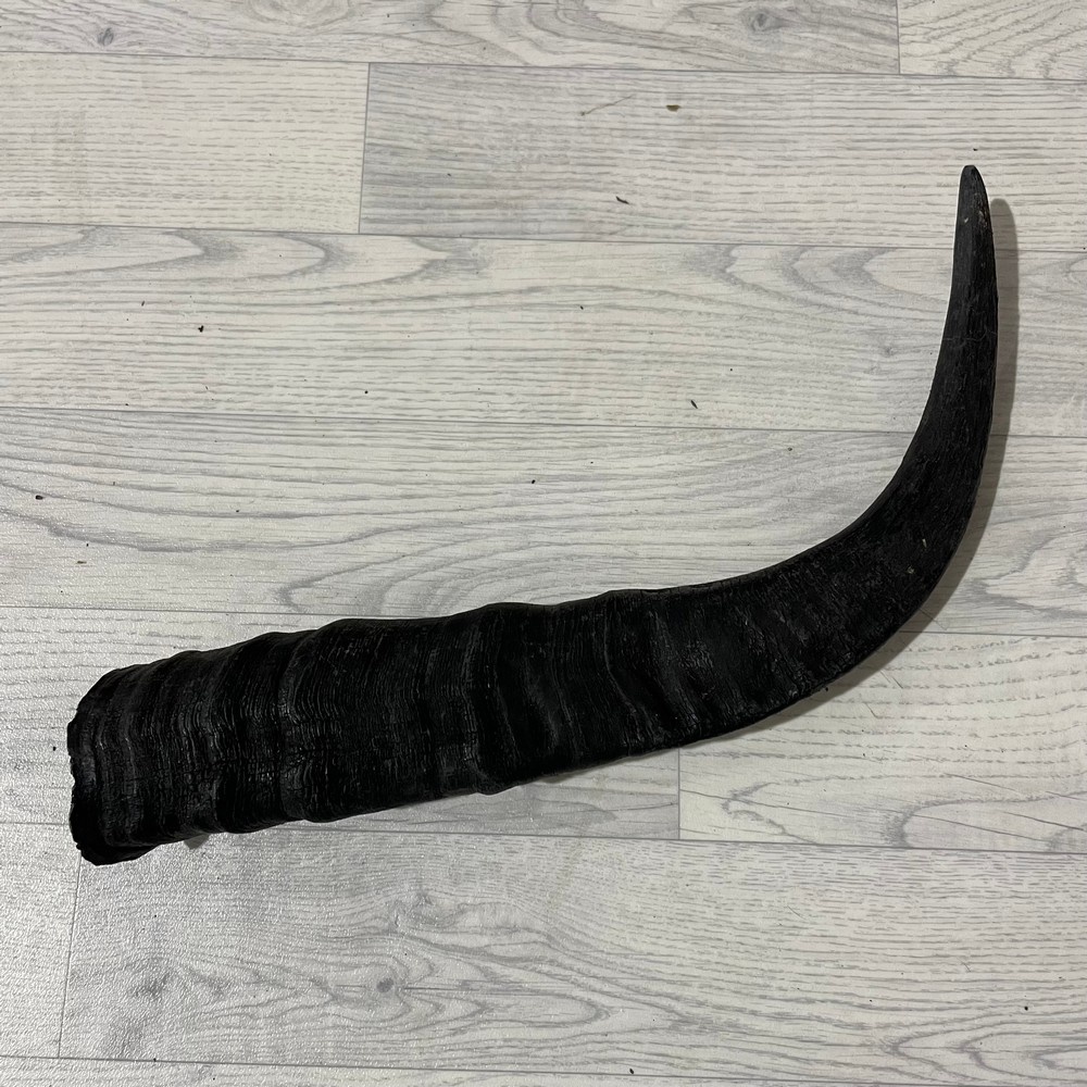 Lederstore Waterbuffel hoorn 60cm