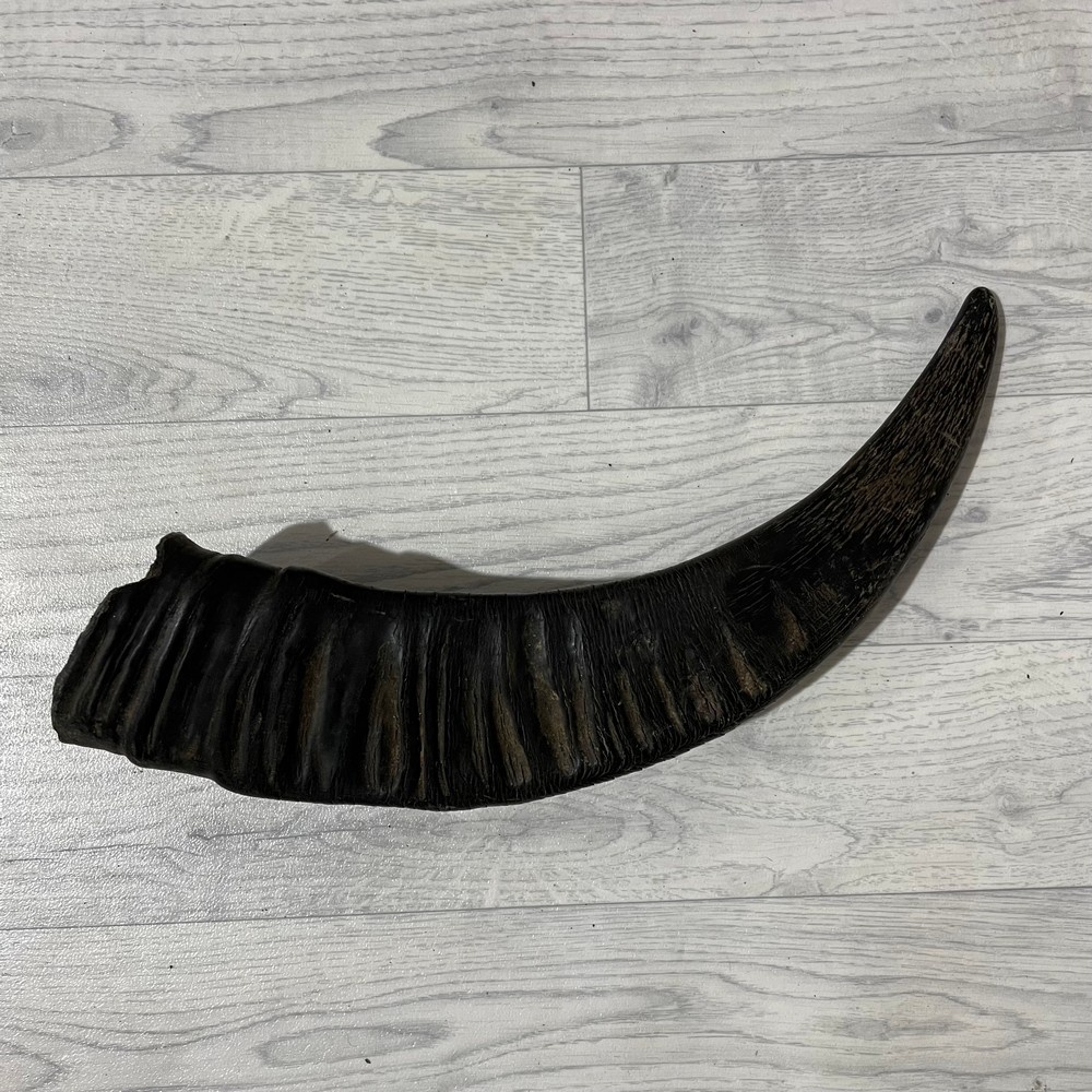 Lederstore Waterbuffel hoorn 45cm