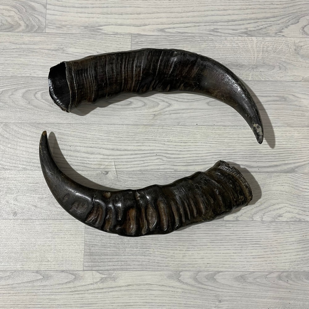 Lederstore Waterbuffel hoorns 55cm