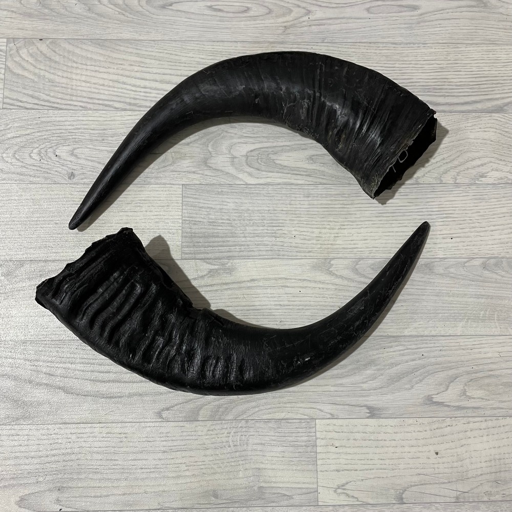 Lederstore Waterbuffel hoorns 60cm