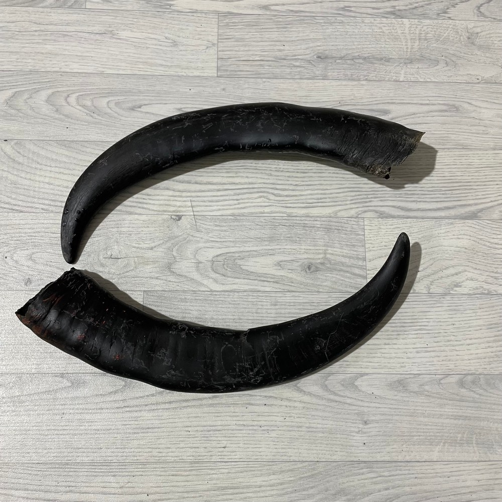 Lederstore Waterbuffel hoorns 55cm