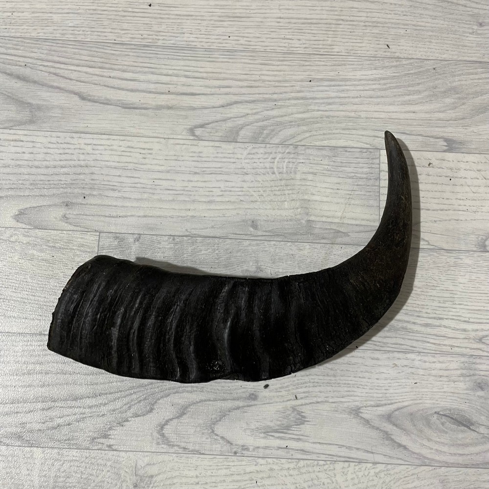 Lederstore Waterbuffel hoorn 50cm