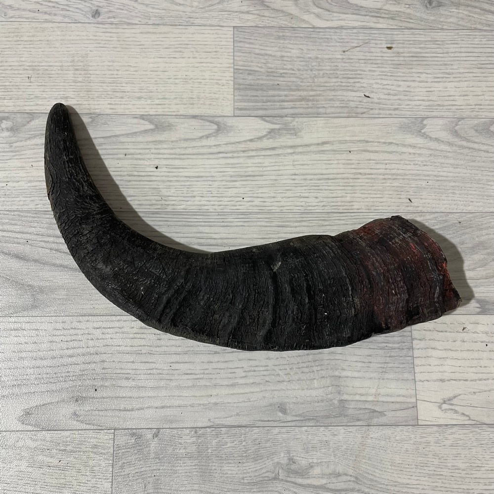 Lederstore Waterbuffel hoorn 50cm