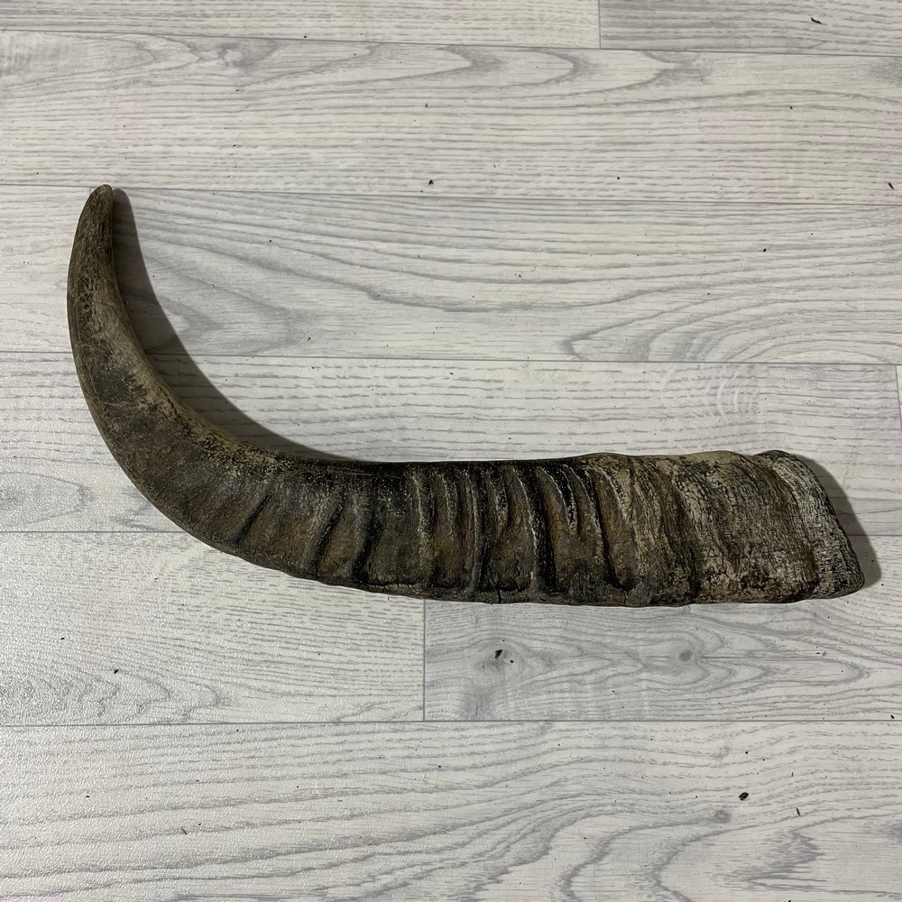 Lederstore Waterbuffel hoorn 55cm