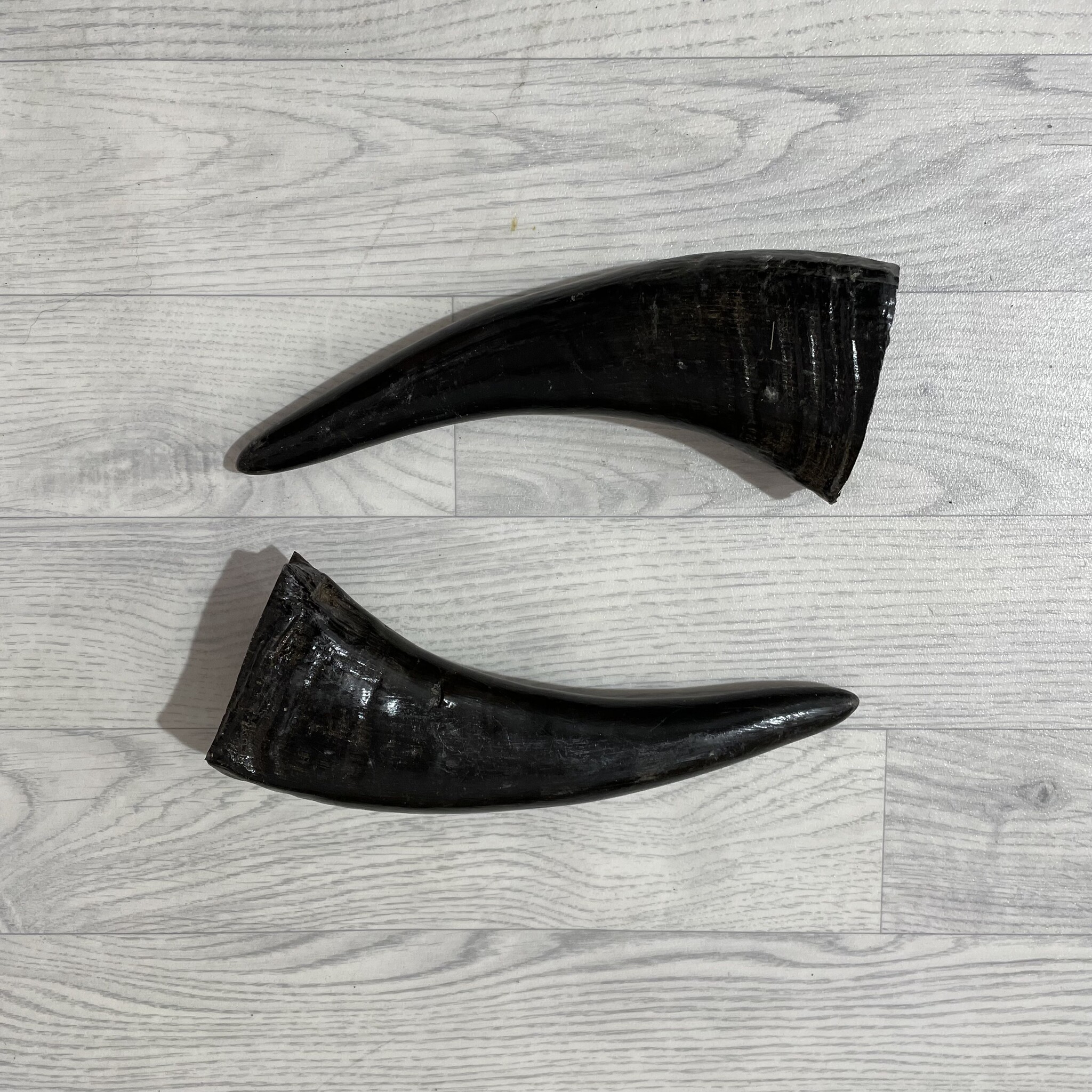 Lederstore Waterbuffel hoorns 35cm