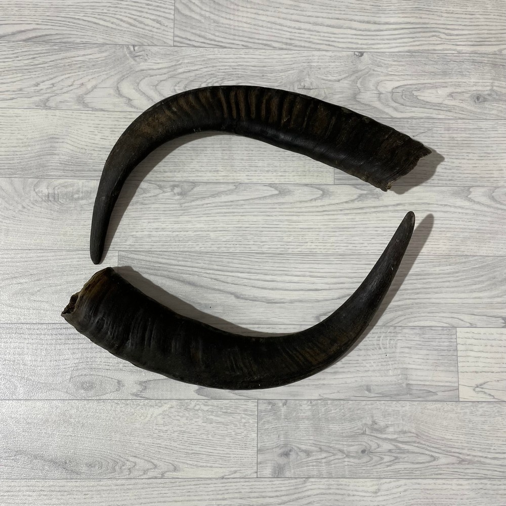 Lederstore Waterbuffel hoorns 60cm