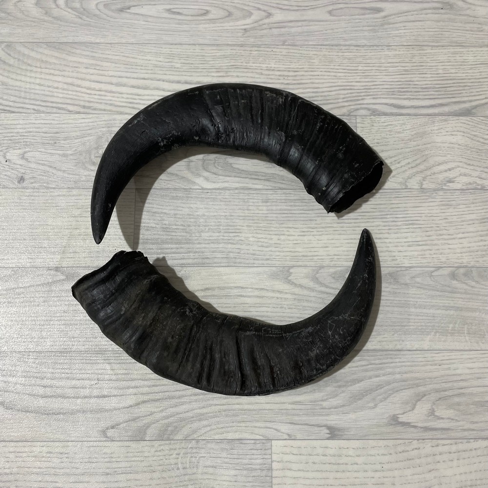 Lederstore Waterbuffel hoorns 50cm