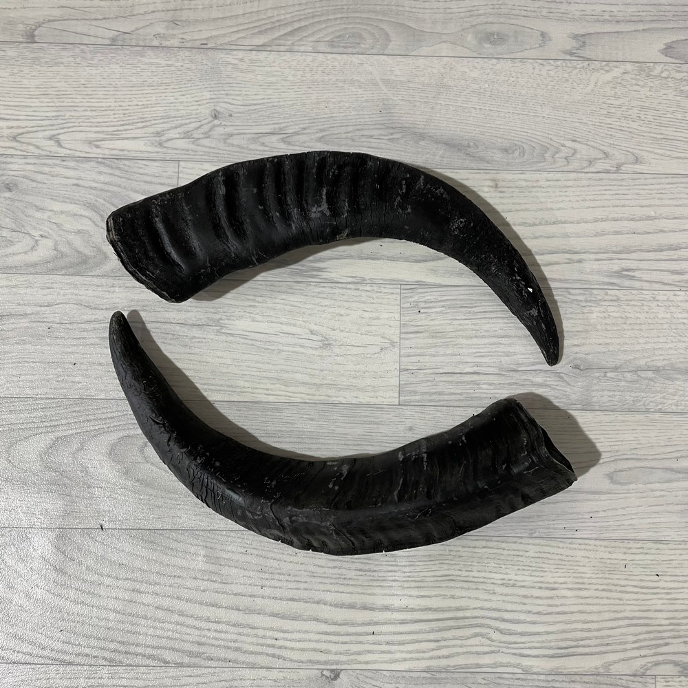 Lederstore Waterbuffel hoorns 45cm