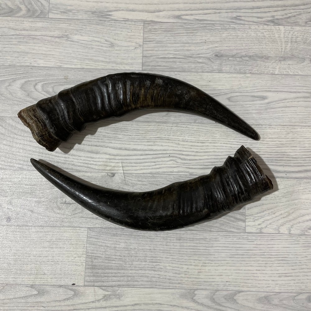 Lederstore Waterbuffel hoorns 50cm