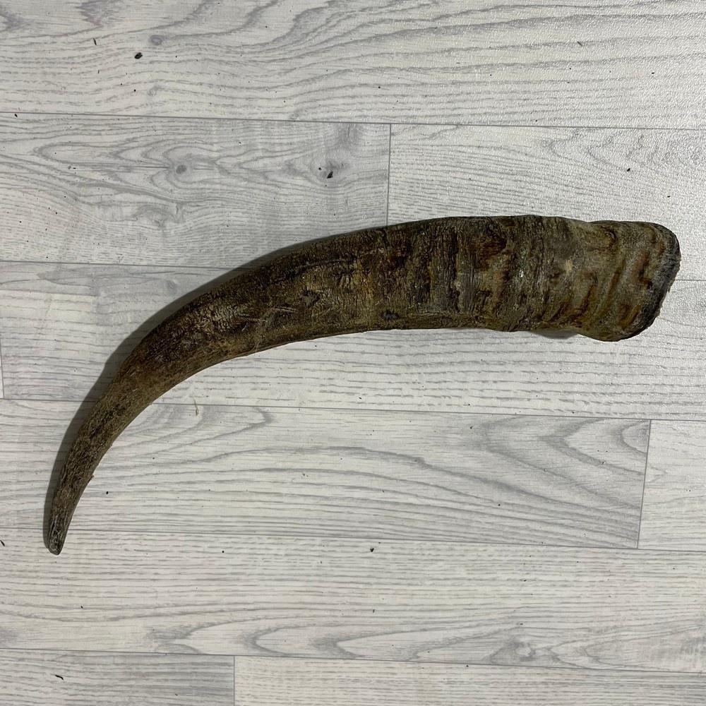 Lederstore Waterbuffel hoorn 55cm