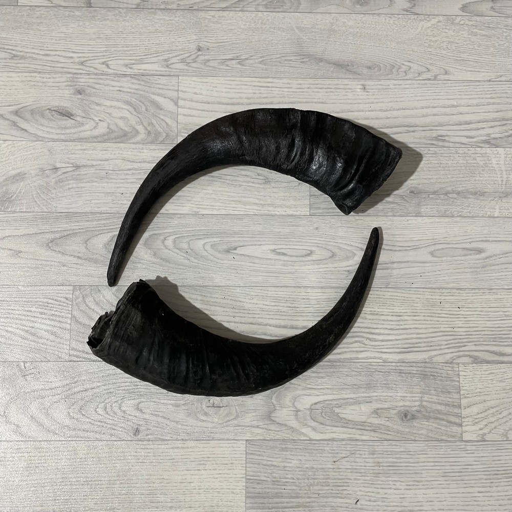 Lederstore Waterbuffel hoorns 50cm