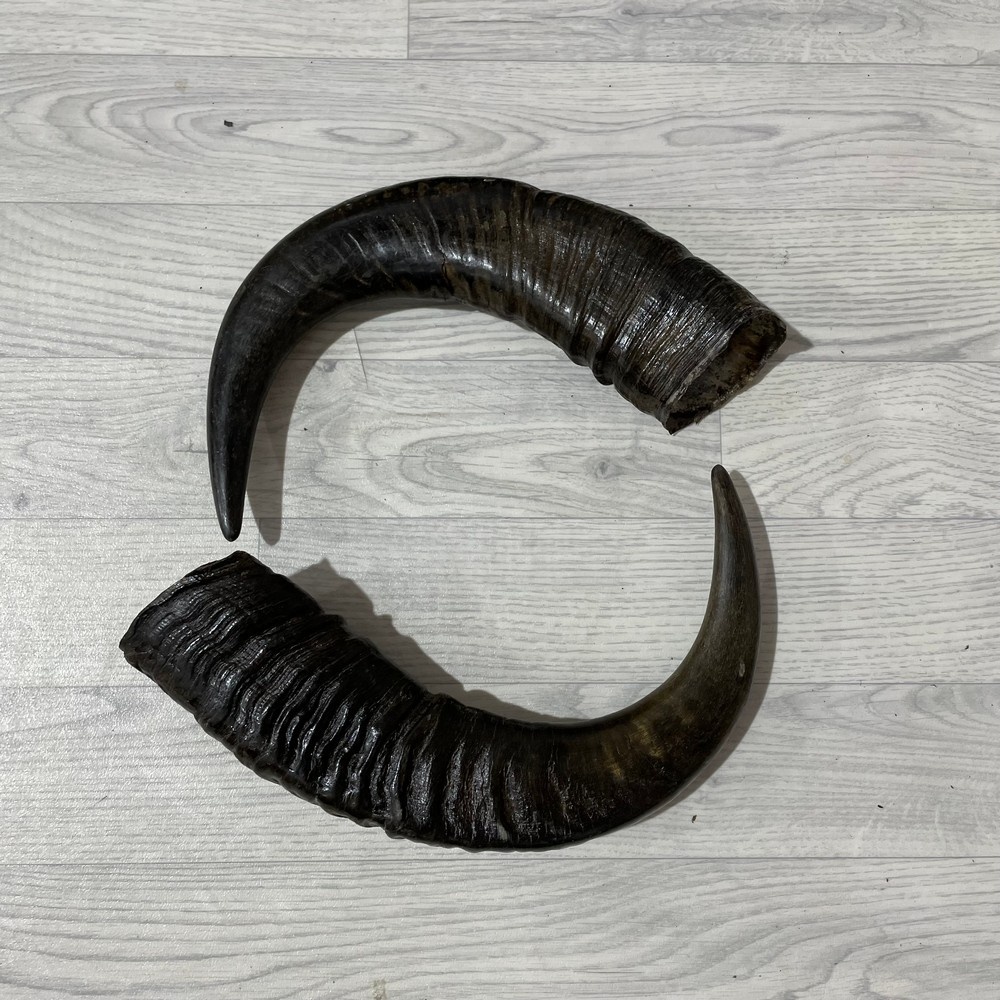 Lederstore Waterbuffel hoorns 55cm