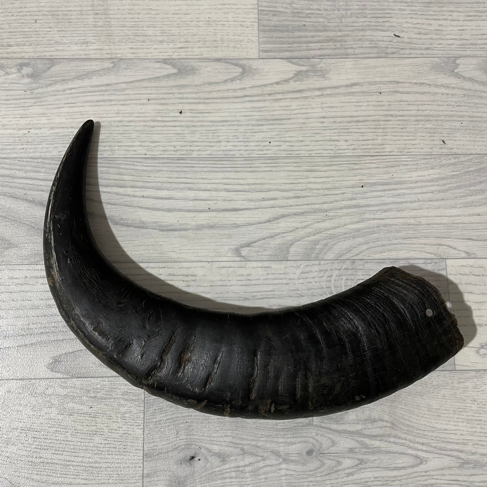 Lederstore Waterbuffel hoorn 55cm