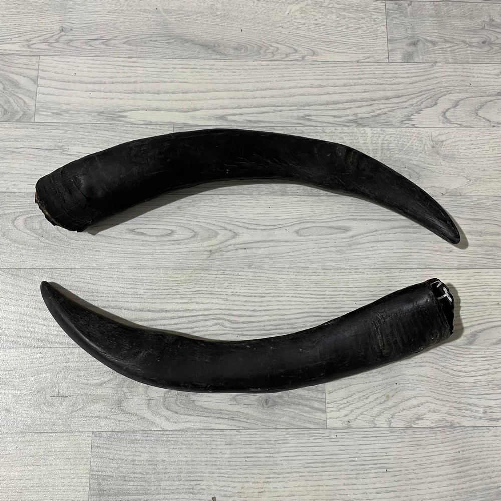 Lederstore Waterbuffel hoorns 60cm