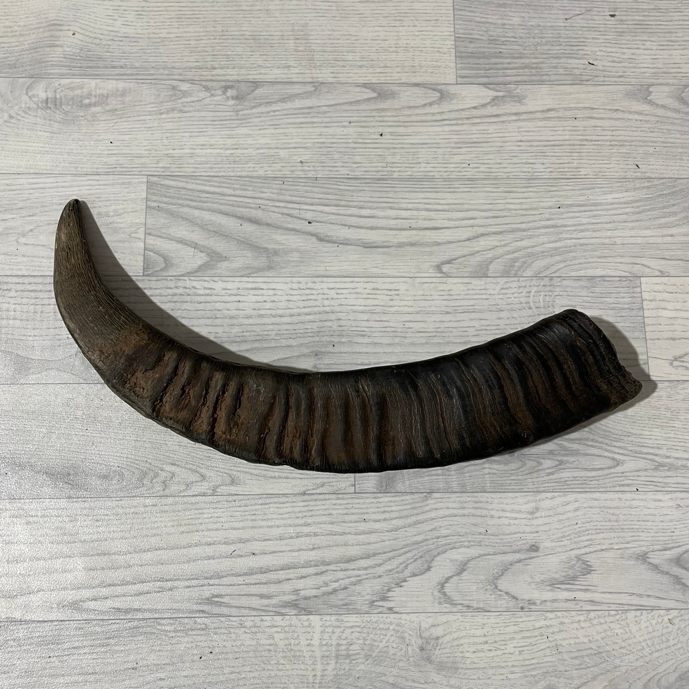 Lederstore Waterbuffel hoorn 65cm