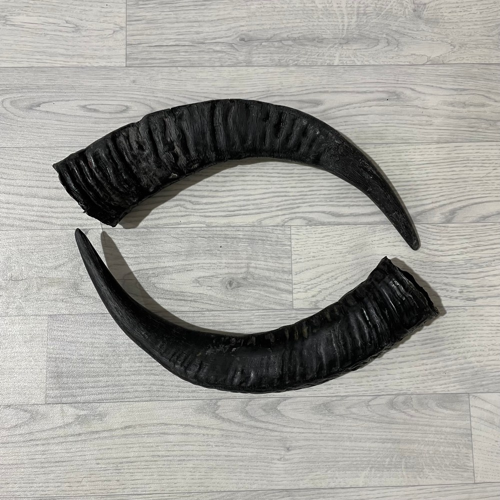 Lederstore Waterbuffel hoorns 50cm