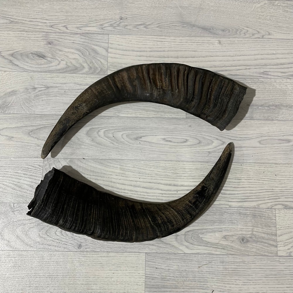 Lederstore Waterbuffel hoorns 55cm