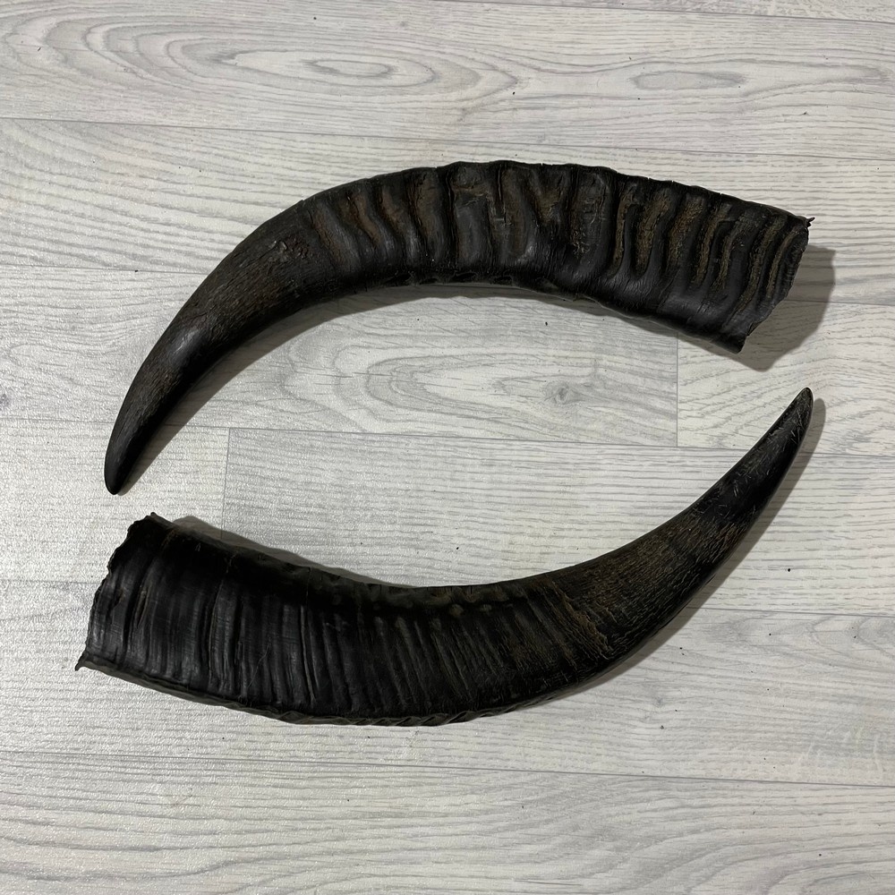 Lederstore Waterbuffel hoorns 50cm