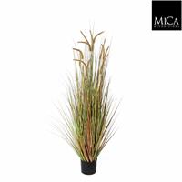 Micaflowers Decorations pluimgras dogtail maat in cm: 120 in plastic pot