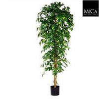 Decorations ficus benjamina h210d100 groen in pot