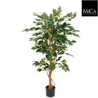 Decorations ficus groen in plastic pot maat in cm: 150 x 85