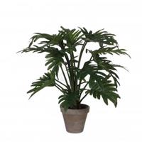 Mica Decorations Philodendron Selloum in pot
