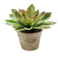 Kunstplant Echeveria mira vetplant groen in pot 11 cm