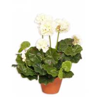 Kunstplant geranium wit 30 cm