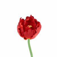 Bellatio Tulp deluxe rood 25 cm Kunstbloemen Rood