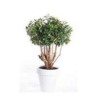 Bellatio Kunstplant ficus groen in witte ronde pot 70 cm Groen