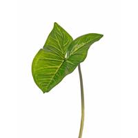 Kunst Aronskelkblad bladgroen tak 53 cm Groen
