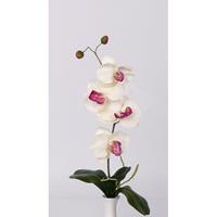Bellatio Kunst orchidee tak wit met roze Wit