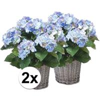 Bellatio 2x Blauwe Hortensia kunstplant in mand 45 cm Groen