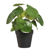 Leen Bakker Pannenkoekenplant in pot - zwart - 25 cm