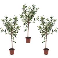 Bellatio 3x Kunstplant groene olijfboom 65 cm in betonlook pot Groen