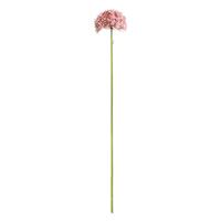 Allium tak - roze- 62 cm - Leen Bakker