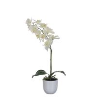 micadecorations Mica Kunstpflanze Phalaenopsis im Topf weiß, 60 x 16 cm Kunstpflanzen