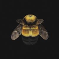 Wandkraft | Wanddekoration Wonderful Life Bee