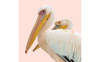 Goossens Schilderij Pink Pelican, 74 x 74 cm