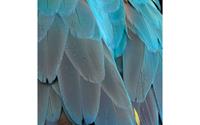 Goossens Schilderij Blue Feathers, 74 x 74 cm