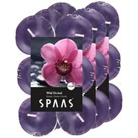 Candles by Spaas 36x Geurtheelichtjes Wild Orchid/paars 4,5 branduren Paars
