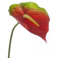 Bellatio 3x Kunstplanten rood met groene anthurium 78 cm Rood