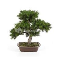plantenwinkel.nl Kunstplant Pinus bonsai M