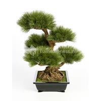 plantenwinkel.nl Kunstplant Pinus bonsai L