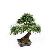 plantenwinkel.nl Kunstplant Podocarpus bonsai L