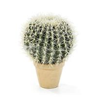plantenwinkel.nl Kunstplant Golden barrel cactus XL