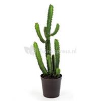 plantenwinkel.nl Kunstplant Finger cactus M