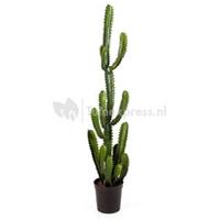 plantenwinkel.nl Kunstplant Finger cactus L
