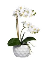 Belles Décorations Orchidee Phalaenopsis inkl. Keramikvase, 40 cm  x weiß x