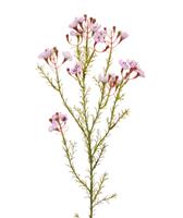 Waxflower kunsttak 65 cm roze